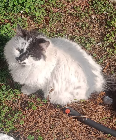 Greek Cat