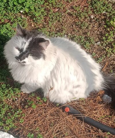 Greek Cat