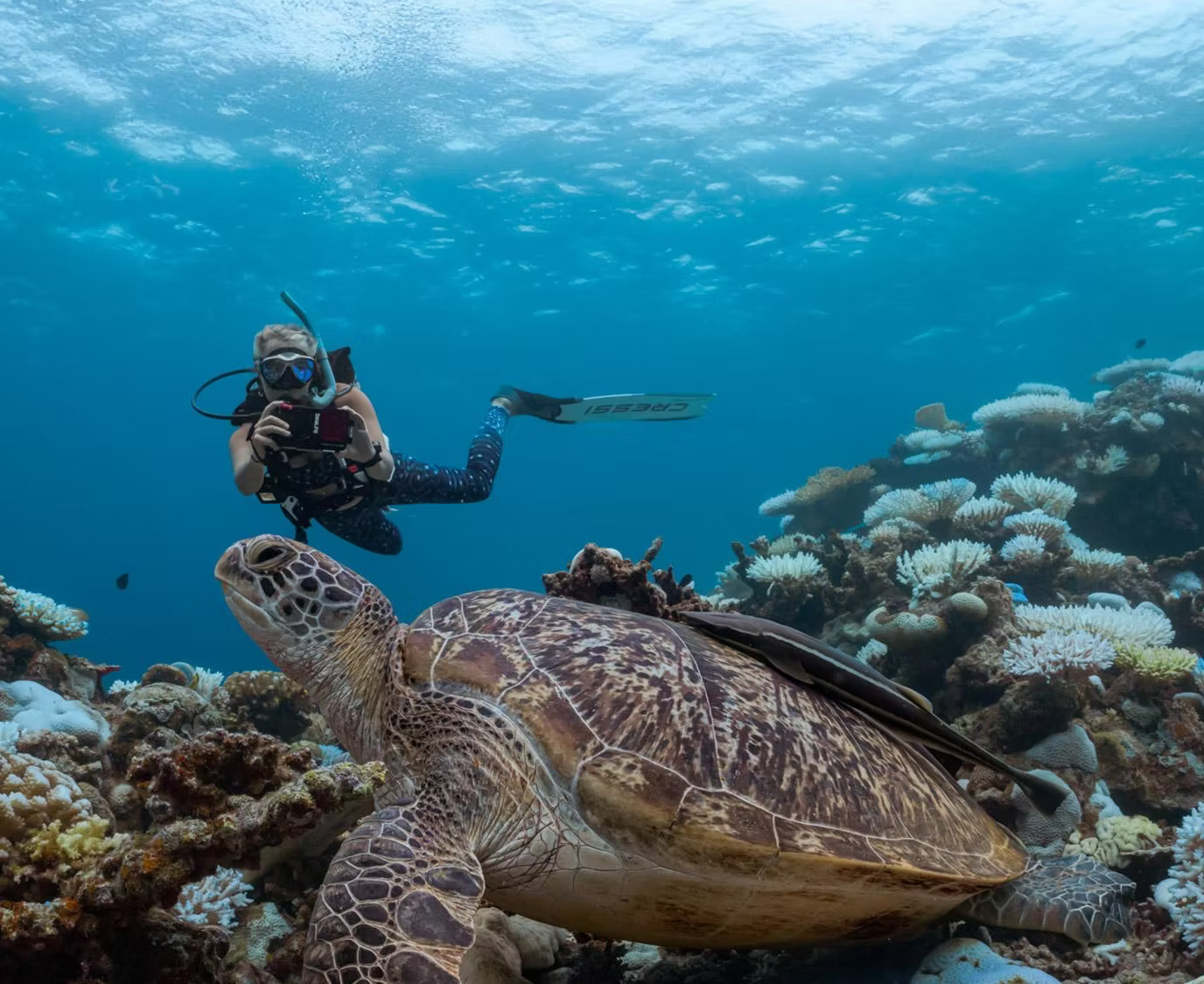 Dive, Click, Create Bring Underwater World to Life!