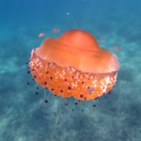 photo 3 jellyfish